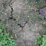 Extrem ausgeprägte Trockenrisse in einem Pelosol der Marschlandschaft